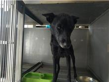 Black female mixed-breed dog, Medium, shelter no. …8D01