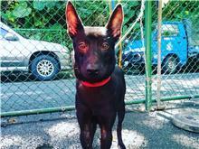 ミックス犬(オス・若い・黒)、小型, 施設番号 …2706