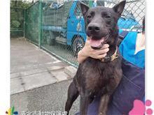 Chien croisé mâle adulte (noir), Moyen, refuge n° …0303