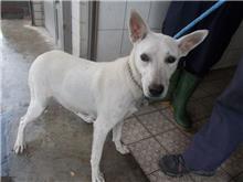 White adult female mixed-breed dog, Medium, shelter no. …1213