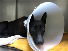 Black adult female mixed-breed dog, Medium, shelter no. …2302