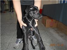 Perra mestiza hembra adulta (negro), Pequeño, refugio n.º …3001