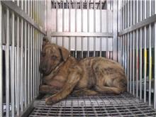 Tabby male mixed-breed dog, Medium, shelter no. …5008