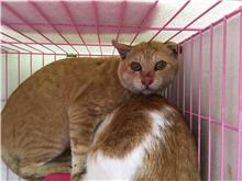 Pusang halo ang lahi (Lalaki, Matanda na, dilaw at may guhit), Katamtaman, blg. ng shelter …1510