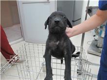 Perra mestiza hembra adulta (negro), Pequeño, refugio n.º …3006