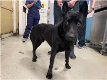 Black adult male mixed-breed dog, Medium, shelter no. …1810