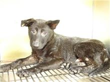 Black young male mixed-breed dog, Small, shelter no. …2807