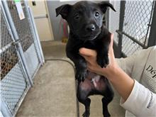 Perro mestizo macho adulto (negro), Pequeño, refugio n.º …0003