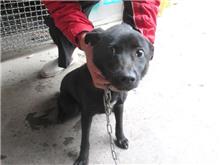 Black male mixed-breed dog, Medium, shelter no. …7005