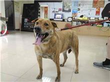 ミックス犬(オス・成犬・トラ)、大型, 施設番号 …2803