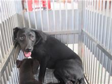 Perro mestizo macho adulto (negro), Mediano, refugio n.º …3002