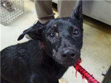 Black adult male mixed-breed dog, Medium, shelter no. …0701