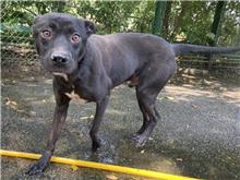 ミックス犬（オス・成犬・黒と白）、中型, 施設番号 …1003