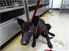 ミックス犬（メス・若い・黒）、中型, 施設番号 …1601
