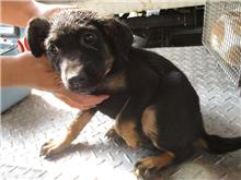 Black-and-tan male mixed-breed dog, Small, shelter no. …0665