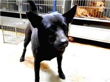 Black adult female mixed-breed dog, Medium, shelter no. …0411