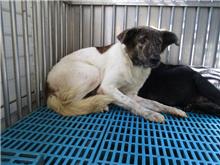 Tabby-and-white adult female mixed-breed dog, Medium, shelter no. …2157