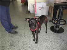 Black male mixed-breed dog, Medium, shelter no. …7002