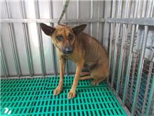 Tan adult female mixed-breed dog, Medium, shelter no. …7263