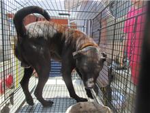 Black adult male mixed-breed dog, Medium, shelter no. …0007