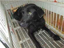 Black female mixed-breed dog, Medium, shelter no. …9002