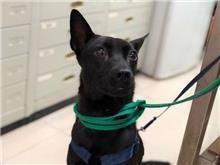 Black adult male mixed-breed dog, Medium, shelter no. …2201