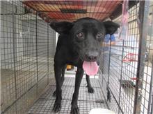 Black female mixed-breed dog, Medium, shelter no. …3004