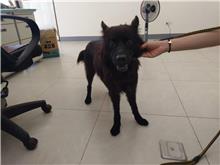 Black adult female mixed-breed dog, Medium, shelter no. …9D01