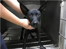 ミックス犬(オス・若い・黒)、小型, 施設番号 …2704