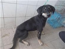 Black-and-tan adult male mixed-breed dog, Medium, shelter no. …3284
