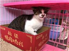 Tabby-and-white adult male mixed-breed cat, Medium, shelter no. …2103
