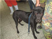 Chien croisé mâle adulte (noir), Moyen, refuge n° …5001