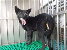 Black adult male mixed-breed dog, Medium, shelter no. …9271
