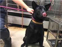 Black adult female mixed-breed dog, Large, shelter no. …2907
