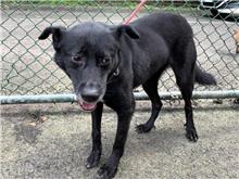 Black young female mixed-breed dog, Medium, shelter no. …1316