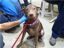ミックス犬（オス・成犬・こげ茶）、中型, 施設番号 …0702