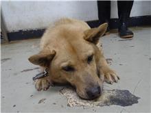 Tan adult male mixed-breed dog, Medium, shelter no. …1301