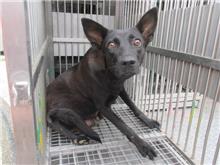 Black female mixed-breed dog, Medium, shelter no. …8011