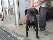 Perro mestizo macho adulto (negro), Mediano, refugio n.º …4047