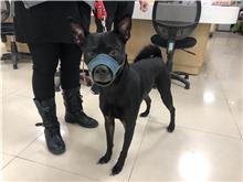 Black adult male mixed-breed dog, Medium, shelter no. …0503