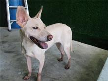 White adult female mixed-breed dog, Medium, shelter no. …4502