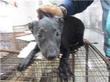 黑色成年母混種犬，中型, 收容編號 …8032