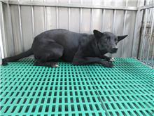 Black adult male mixed-breed dog, Medium, shelter no. …2588