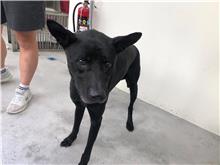 ミックス犬(オス・成犬・黒)、中型, 施設番号 …2001