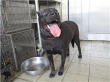 Black adult female mixed-breed dog, Medium, shelter no. …4172