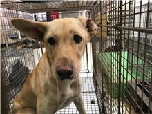 Cream adult female mixed-breed dog, Small, shelter no. …1D01