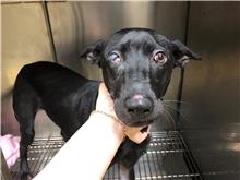 ミックス犬（メス・若い・黒）、中型, 施設番号 …0604
