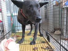 Black male mixed-breed dog, Medium, shelter no. …7001