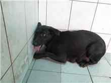 Black adult female mixed-breed dog, Medium, shelter no. …1256