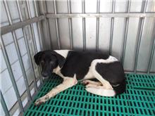 Black-and-white adult female mixed-breed dog, Medium, shelter no. …3131